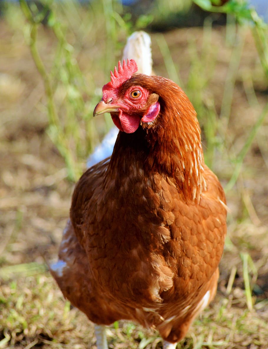 茶色 鶏 立って 後ろ 緑 植物 鶏肉 範囲 家畜 農場 Pxfuel
