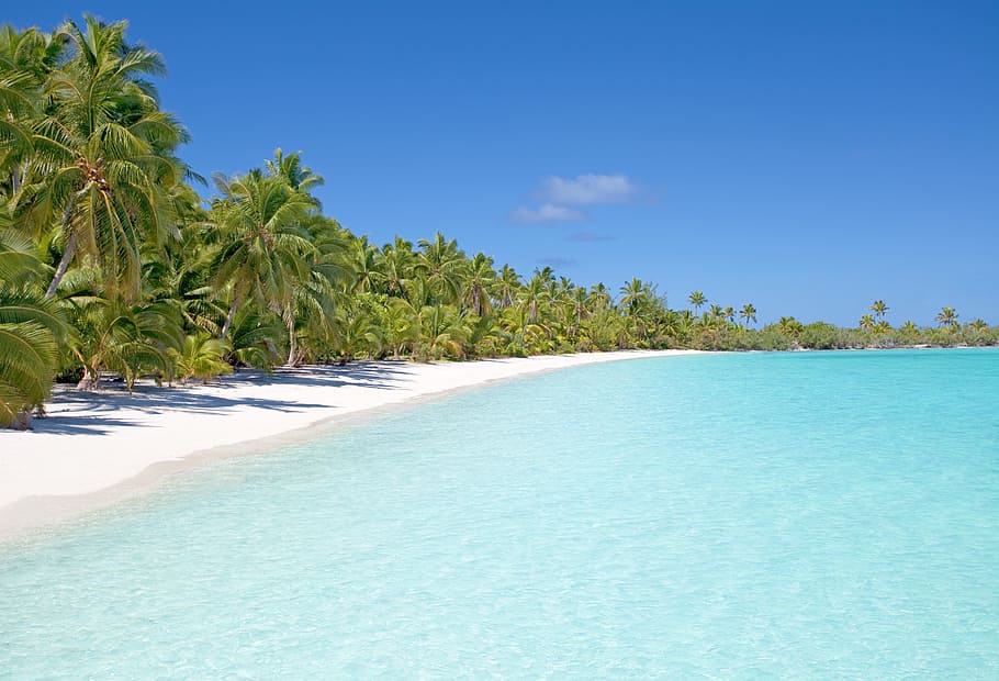 coconut trees, beach, coconut, trees, island, ocean, sand, sea, seascape, seashore
