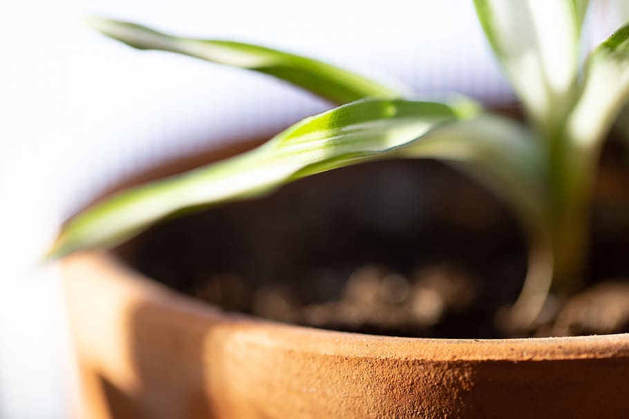house, plant, close up, indoor, decor, green, nature, grow, growth, botany