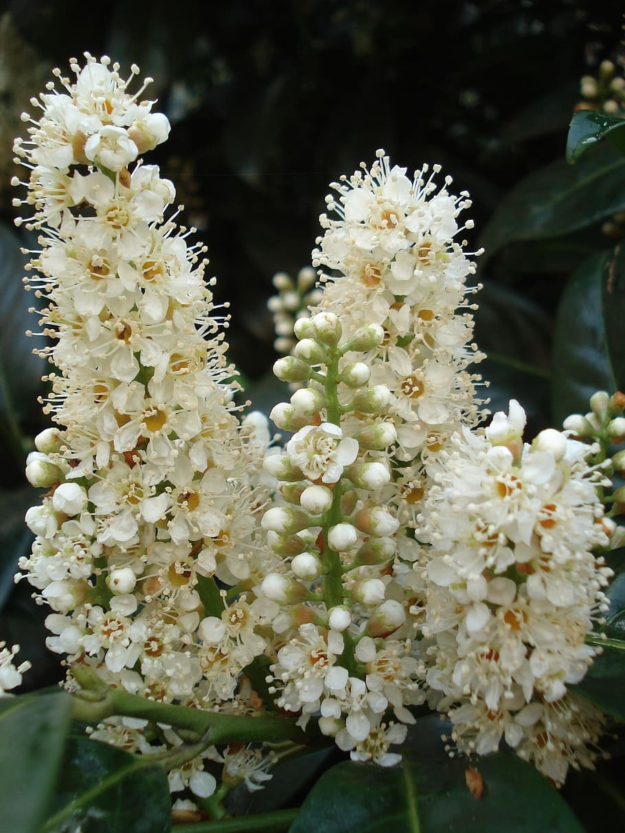 Chestnut, White, Plant, kastanienbuete, nature, flower, close-up, white color, blossom, fragility