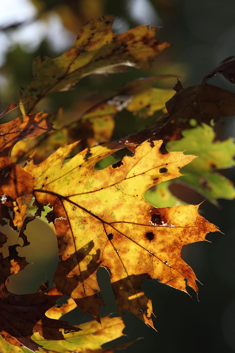 otoño, hojas de otoño, naturaleza, rojo, amarillo, temporada, naranja, hojas, árbol, color