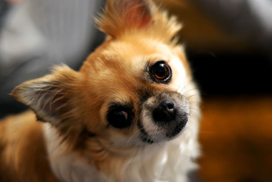 selective, focus photography, long-coated, tan, white, chihuahua puppy, chihuahua, dog, eyes, snout
