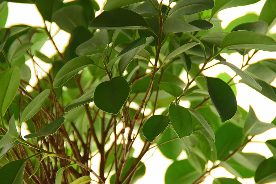 Ficus, Plant, Leaves, Close, Leaf, plant, leaves, nature, green, green Color, tree