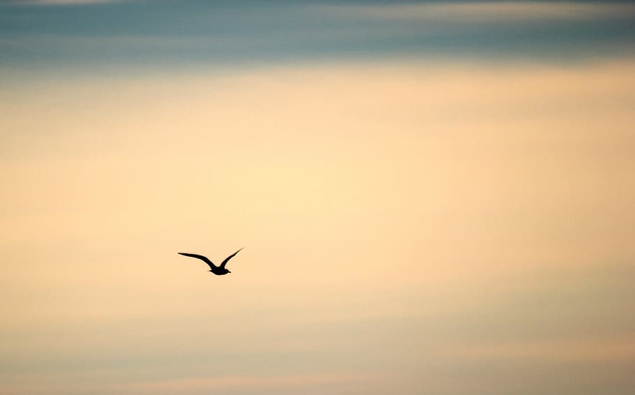 silhouette, bird, flying, sky, flight, fauna, black, alone, single, isolated