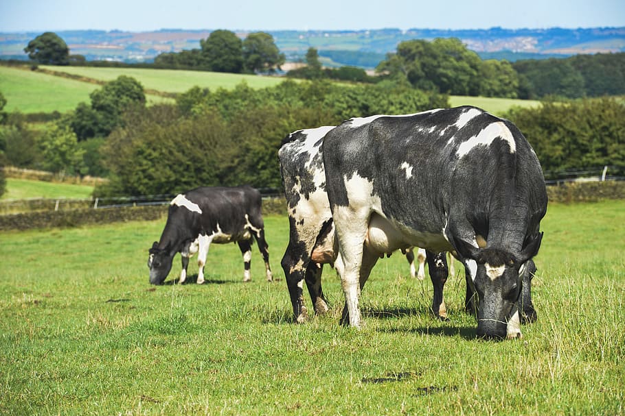 cow eating grass, Farmland, Livestock, Cattle, Farm, animal, agriculture, farming, grass, cows
