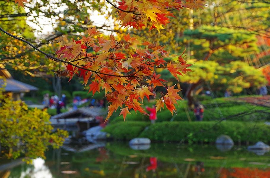初秋, 日本庭園, k, 和風, 秋, 自然, 葉, 木, マルチ色, アウトドア