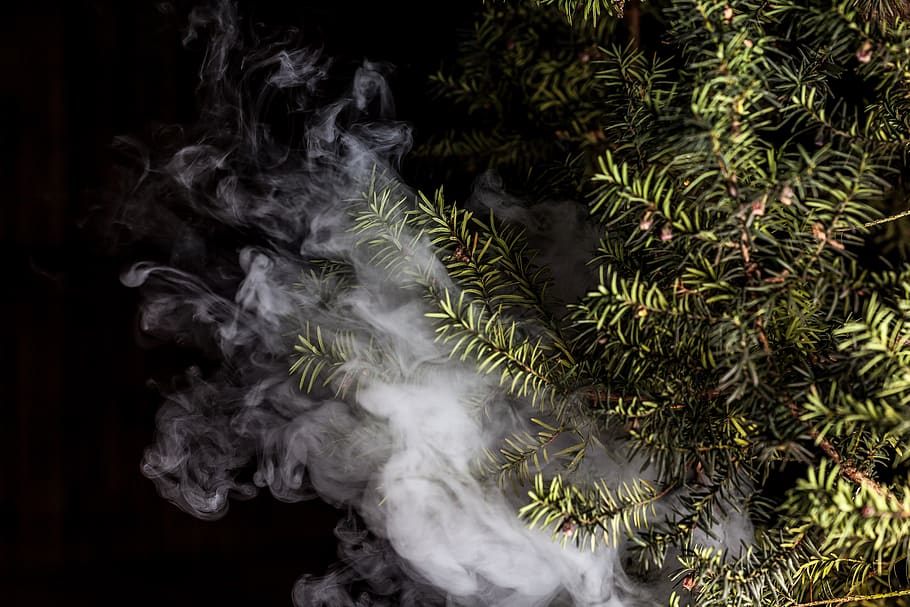 smoke, vape, plant, english yew, yew, vaporizer, vaping, vapor, e-cigarette, e-cig