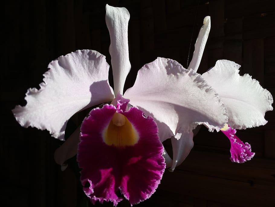 cattleya, orchid, flower, nature, plant, orchids, tropical, exotic, purple, flora