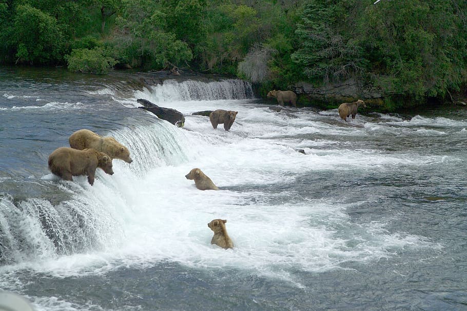 beruang di air terjun, beruang coklat, memancing, air, berdiri, margasatwa, alam, predator, potret, ikan