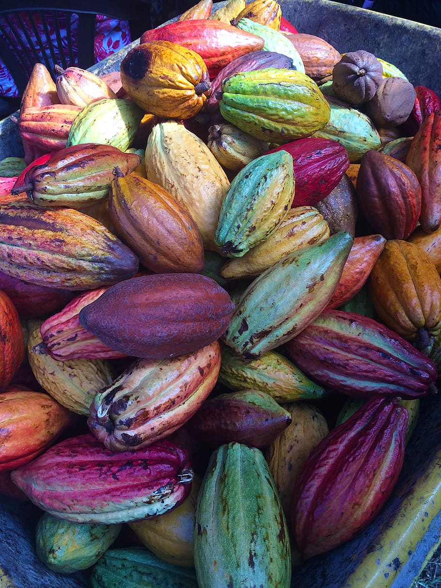 bunch of cacaos, cocoa pods, chocolate pods, fresh, cacao, fruit, nature, pod, chocolate, cocoa