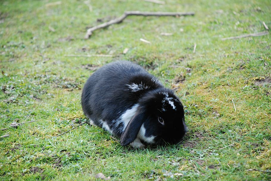 hare, rabbit, black, floppy ear, dwarf bunny, rabbit hutch, fur, nager, cute, munchkins