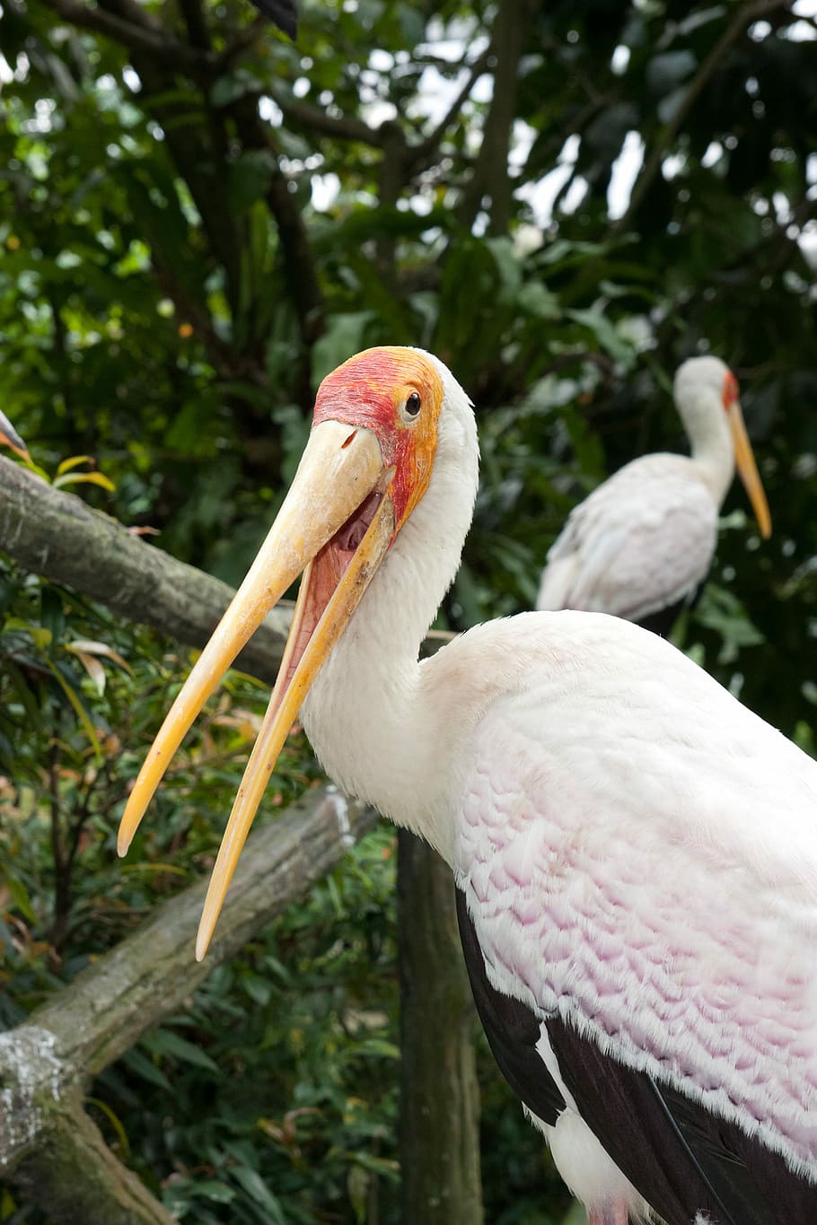 動物園 鳥 鳥公園 クアラルンプール鳥公園 マレーシア 動物 かわいい 羽毛 自然 ジャングル Pxfuel