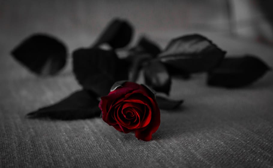 vermelho, rosa, flor, beleza, preto, escuro, rosa - flor, planta com flor, beleza da natureza, pétala