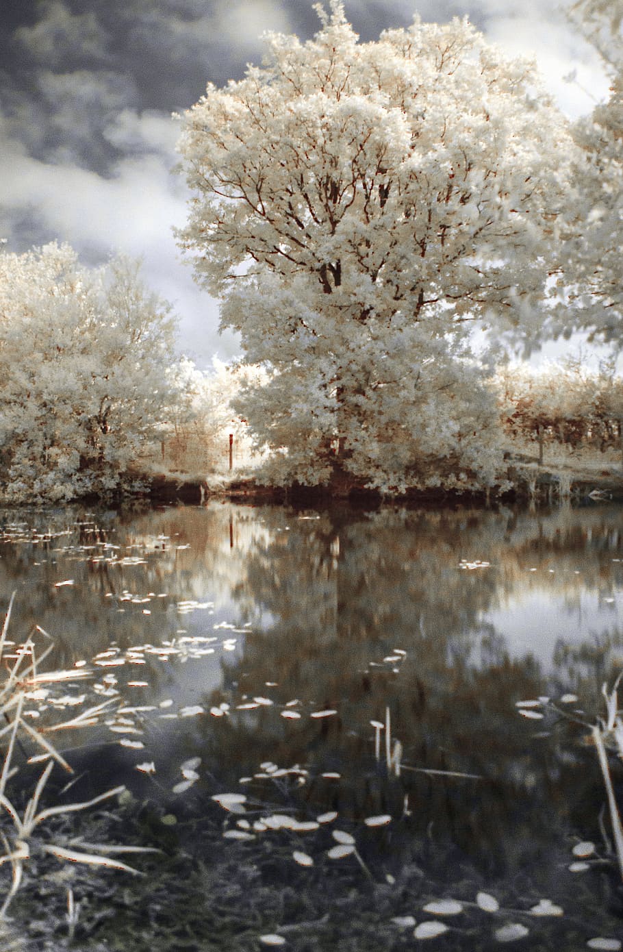 white, leafed, trees, body, water, ir, infrared, tree, nature, landscape
