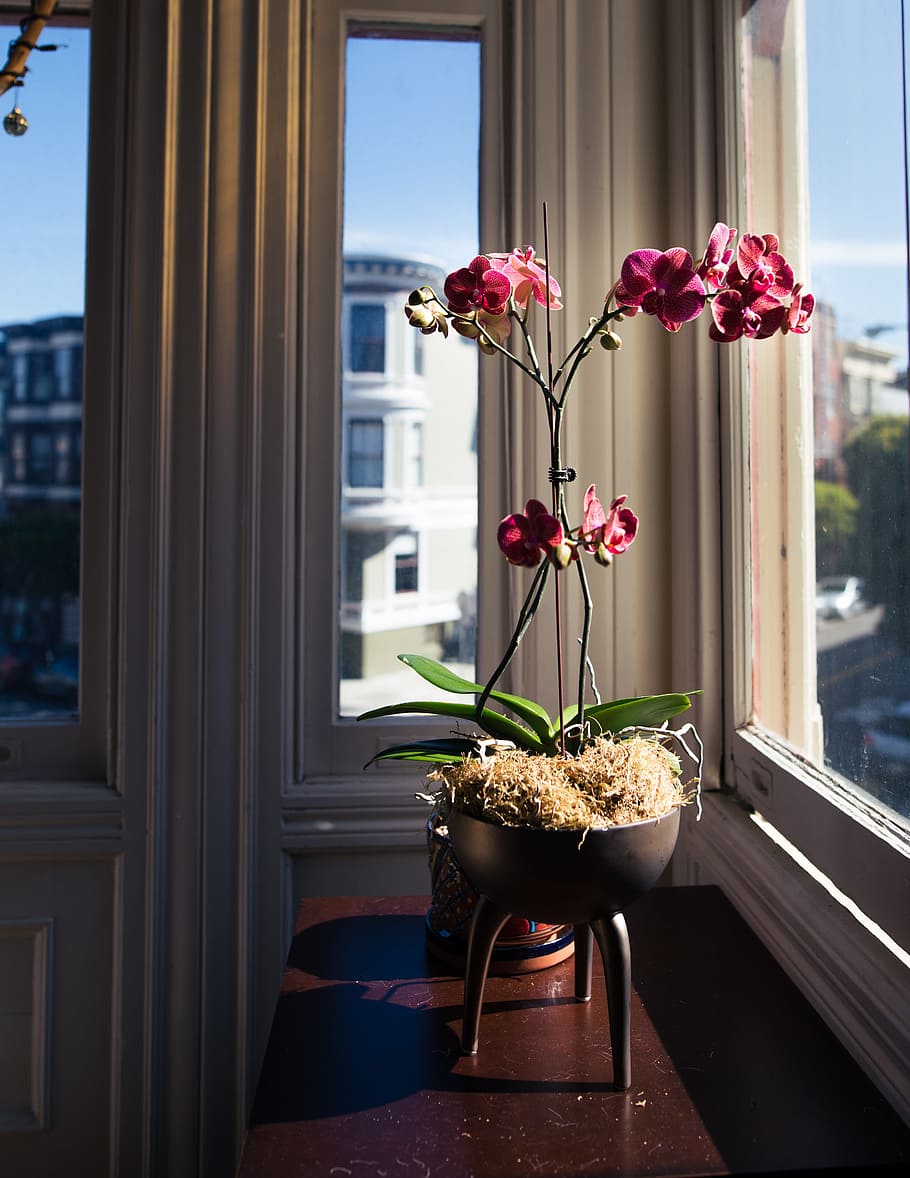 orquídeas, flor, planta, tallo, naturaleza, interior, edificio, ventana, vidrio, planta floreciendo