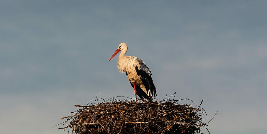 Stork, Nature, Rattle, Animals, rattle stork, elegant, storchennest, animal picture, bird, animals in the wild