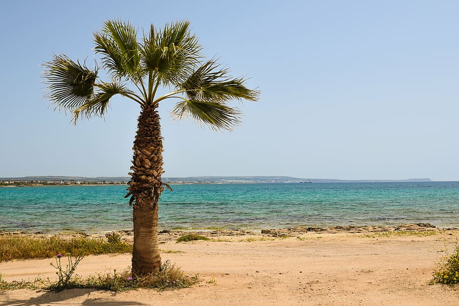 palm oil tree, seashore, sea, cyprus, potamos liopetri, palm tree, beach, landscape, scenery, tree