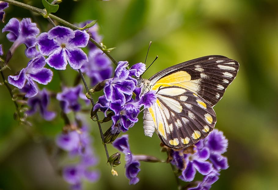 selectivo, foto, negro, blanco, amarillo, mariposa posado, púrpura, flor de pétalos, durante el día, mariposa