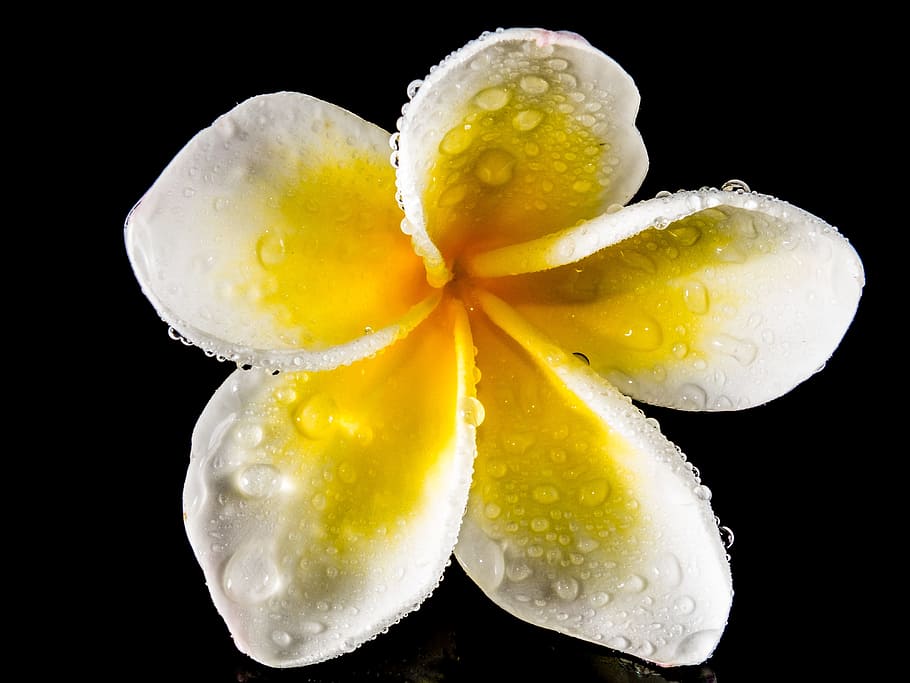 yellow, white, frangipani flower, water dew, blossom, bloom, flower, frangipani, plumeria, white yellow