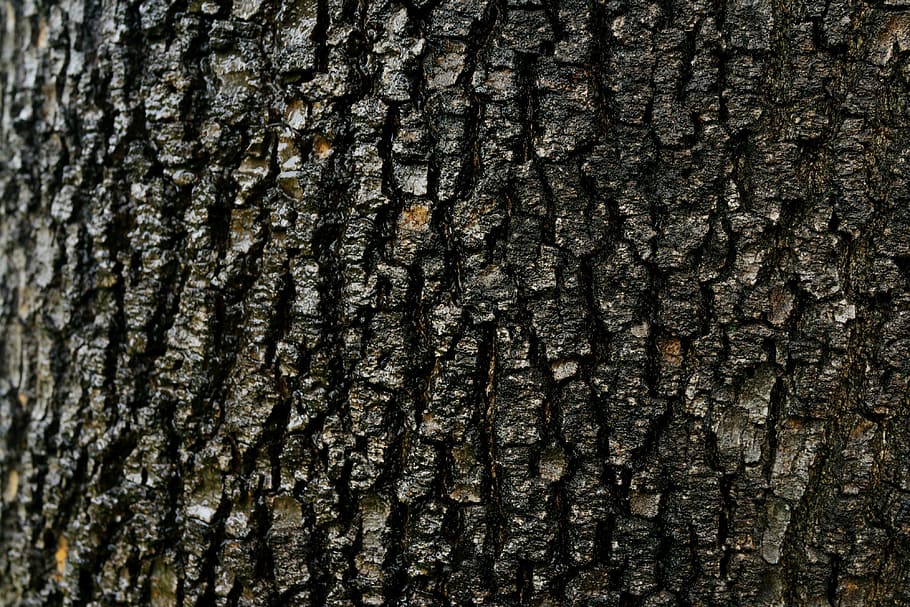 resumen, corteza, árbol viejo, textura, patrón, resistido, áspero, telón de fondo, envejecido, texturizado