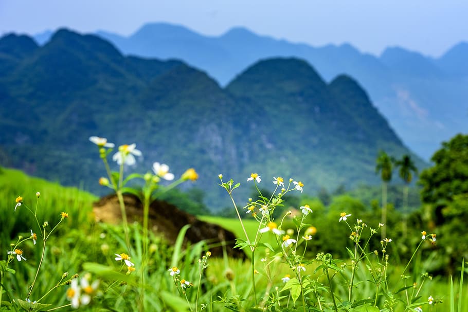 reserva natural de pu luong, província de thanhhoa, agricultura, ásia, plano de fundo, bela, meio ambiente, campo, verde, planalto
