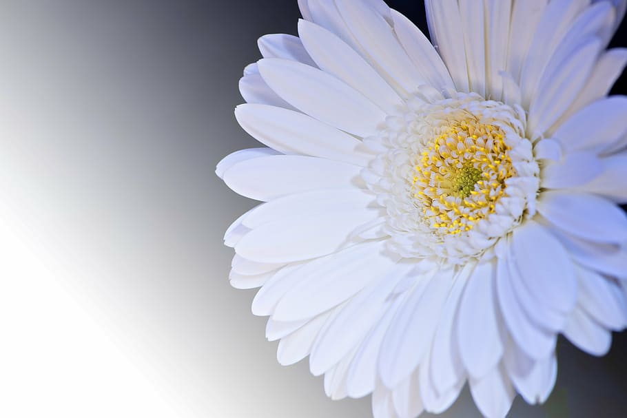 macro photography, white, flower, gerbera, blossom, bloom, petals, white flower, close, white color