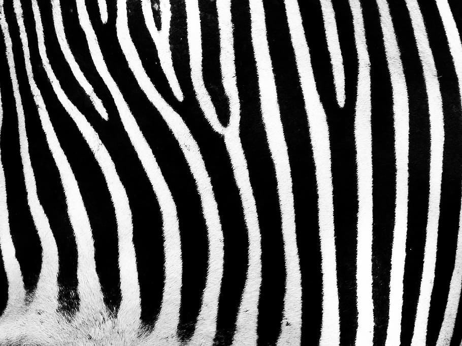 focus photography, zebra, stripes, bar, black, white, striped, pattern, black Color, black And White