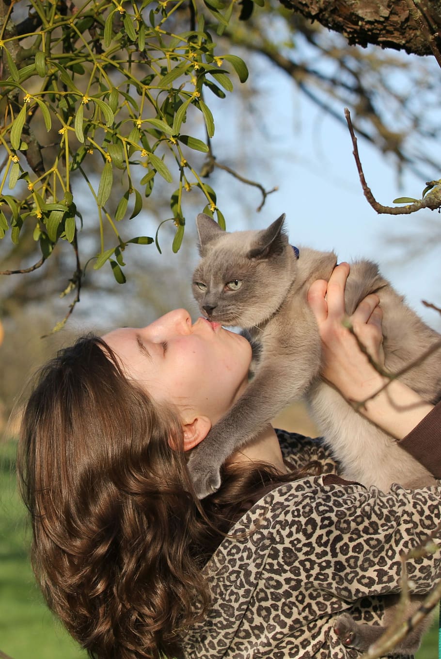 woman, kissing, gray, cat, portrait, young woman, of course, human, animal, nature
