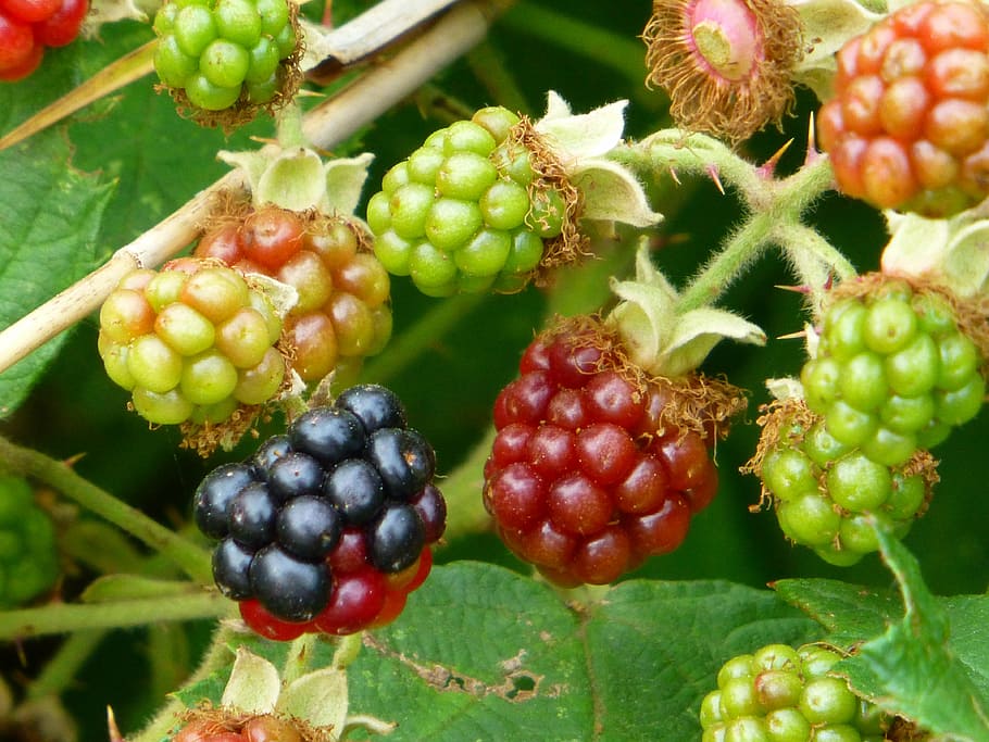 blackberry, buah hutan, buah, matang, belum matang, berduri, semak, memetik, makan, mengumpulkan