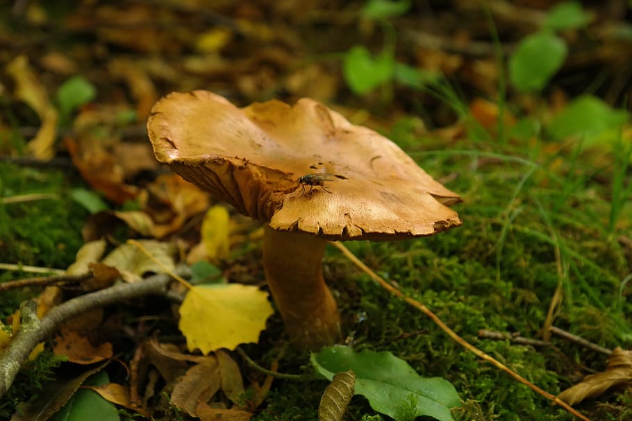 Mushroom, Forest, Fly, Brown, autumn, alder shuffletruffle, paxillus rubicundulus, shuffletruffle related, paxillaceae, thick rac like