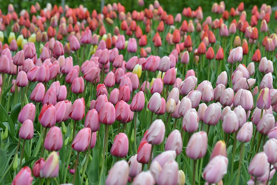 Tulips, Sea, Flowers, sea of flowers, tulpenbluete, colorful, spring, bright colours, tulip field, flower