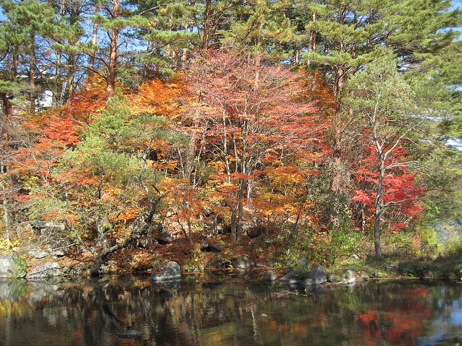 秋, 紅葉, 樹木, カラフル, 森, もみじ, 山, 日本の秋, イチョウ葉, 落ち葉