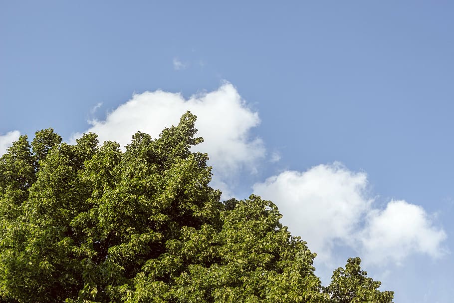 green leafed trees, green, tree, plant, blue, sky, clouds, nature, green color, cloud - sky