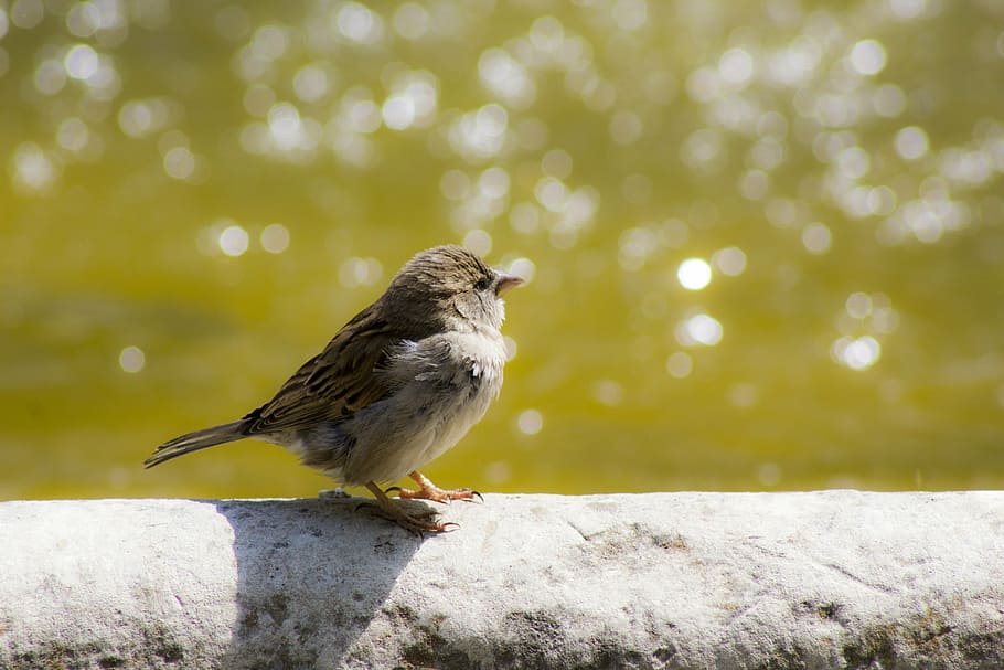 brown sparrow bird, sparrow, bird, ave, urban wildlife, source, water, bokeh, blur, sparrows