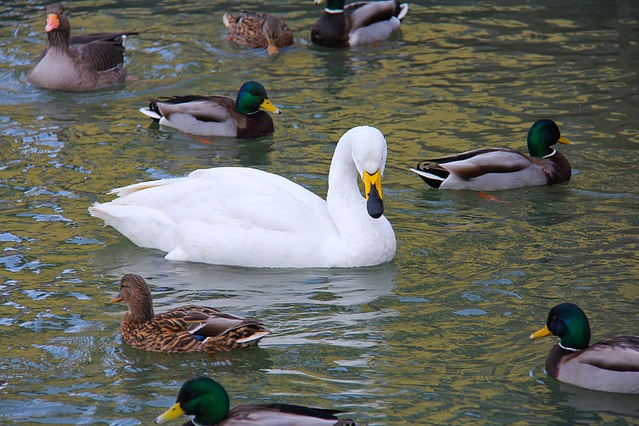pond, lake, swans, ducks, geese, cold, ice, winter, beautiful, enchanting