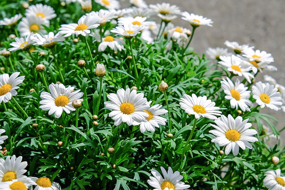 depth, field photograph, white, daisy flowers, daisies, flowers, bloom, yellow, plant, nature