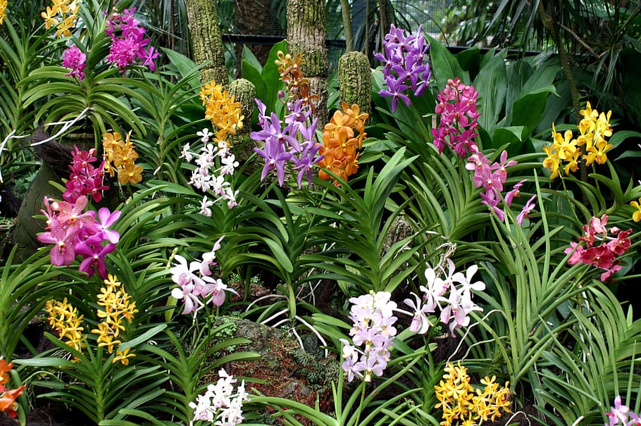 花壇, 庭, カラフル, 花, 熱帯, エキゾチック, 開花, 成長, 茎, 香りのよい
