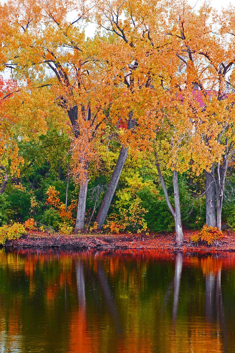 Outono, paisagem, rio, floresta, natureza, árvore, parque, luz solar, amarelo, estação