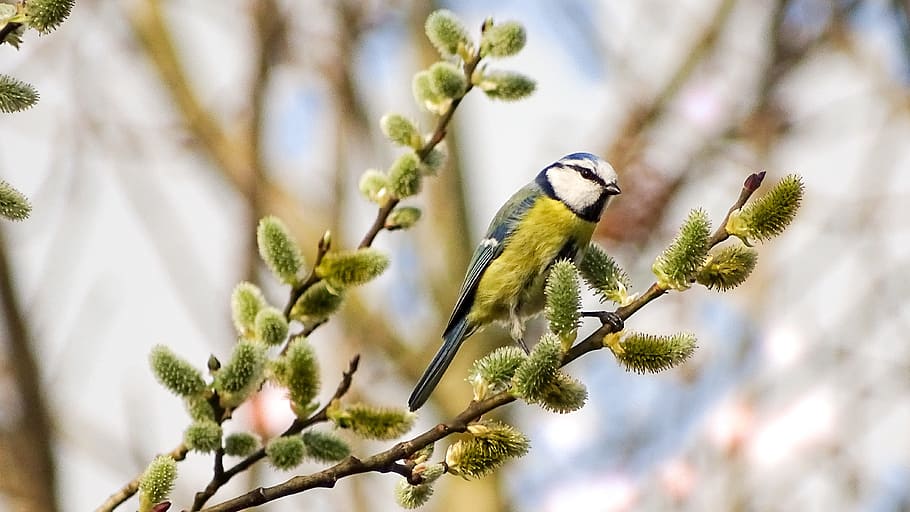 green, gray, bird, tree, blue tit, photo of titmouse, small bird, cute, sweet, garden