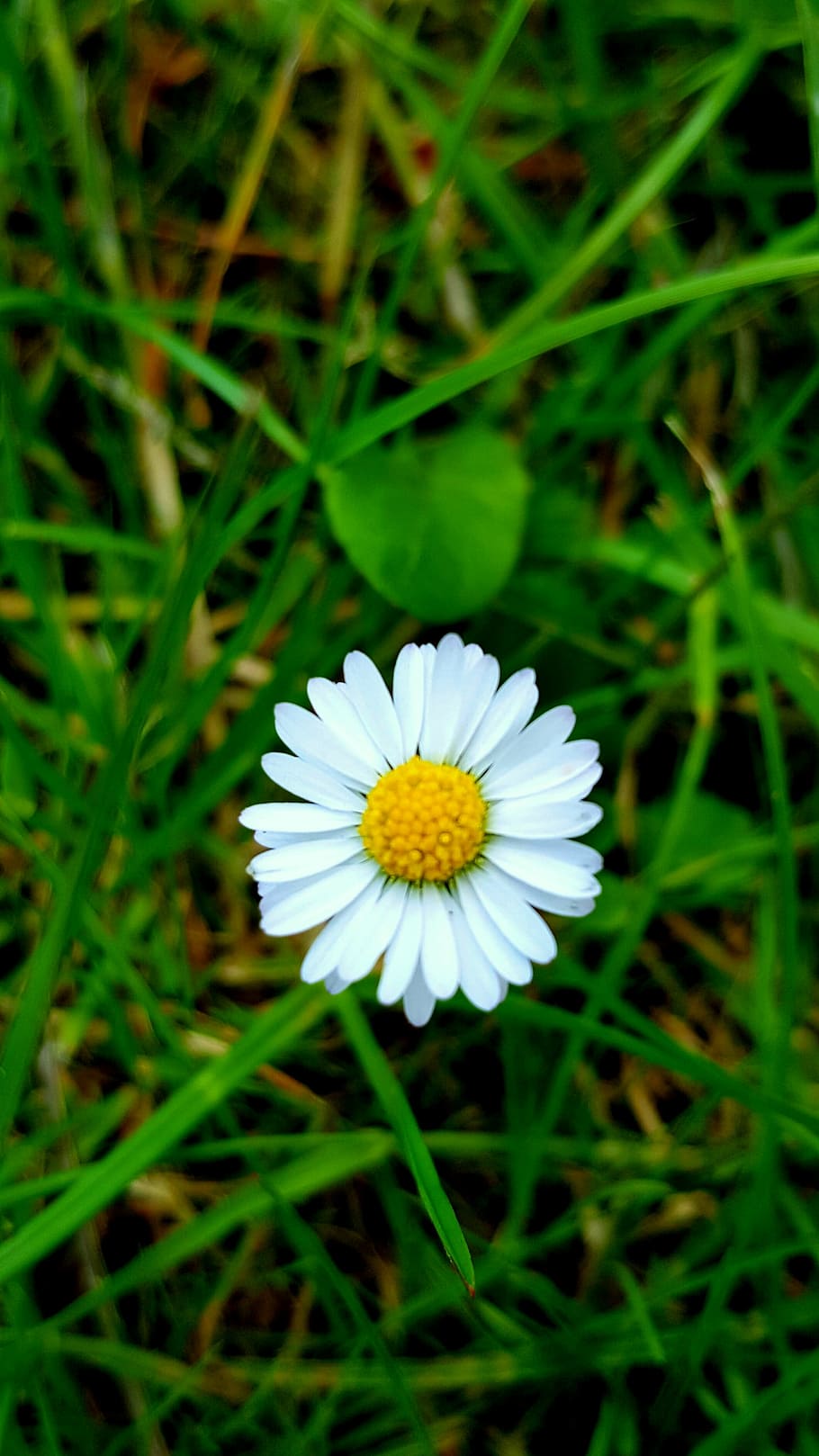 daisy, white, nature, floral, summer, field, plant, happy, flower, green