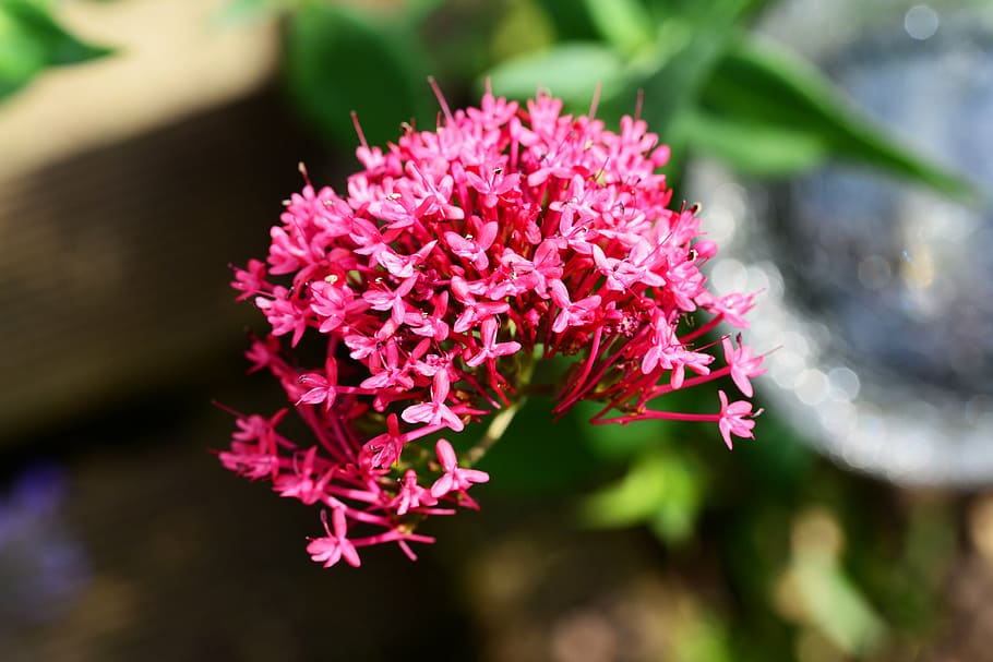 valerian, heliotrope, red, wild, perennial, flower, plant, close-up, detail, flowering plant