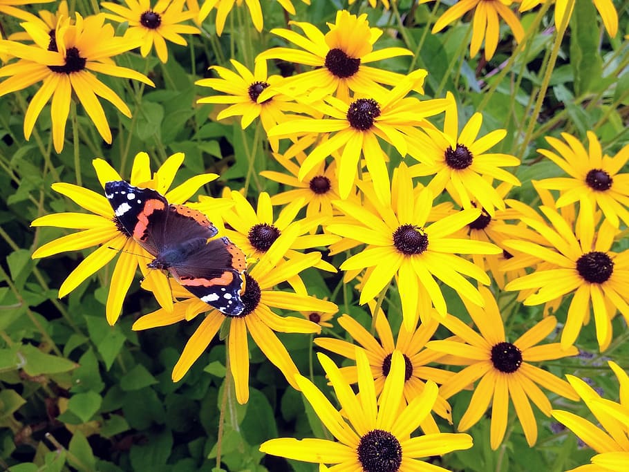 butterfly, flowers, blossom, bloom, nature, summer, sea of flowers, full bloom, garden, plant