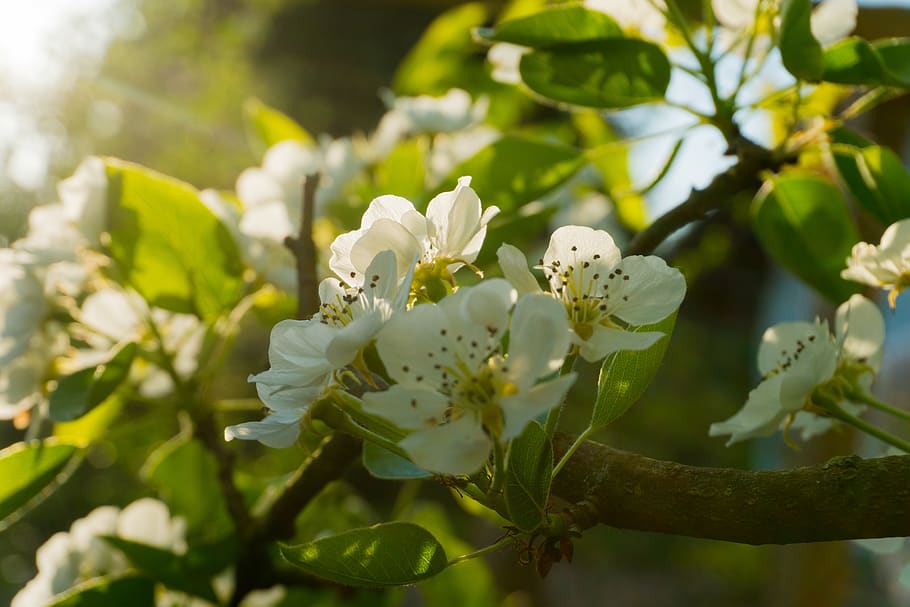 pear blossom, evening light, blossom, bloom, spring, nature, white, tree, pear, fruit tree blossoming