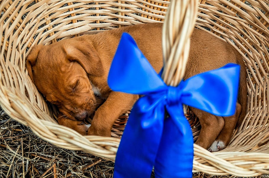 puppy, pet, present, gift, bow, ribbon, basket, woven, sleep, sleeping