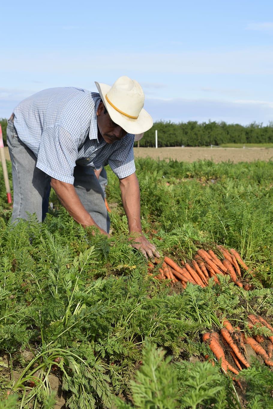 person, field, daytime, carrot, grower, carrot grower, farmer, vegetable, harvesting, growing