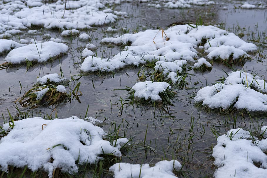 inverno, neve, grama, prado, frio, degelo, derreter, lama, poça, água