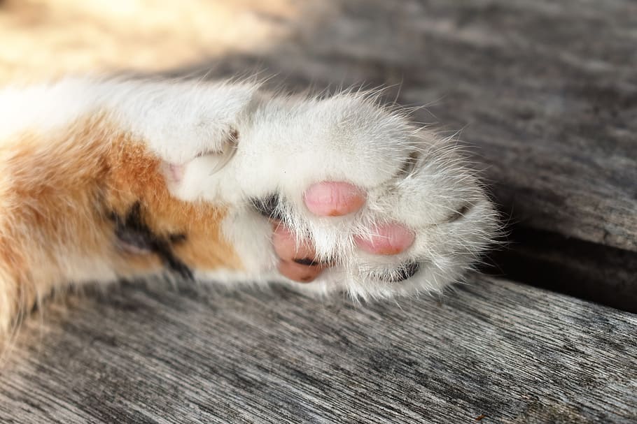 Cat'S Paw, White, Animal, Fur, paw, cat, domestic Cat, pets, cute, mammal