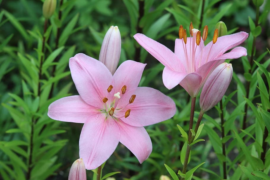two, pink, lily flowers, nature, flower, plant, summer, garden, lily, petal