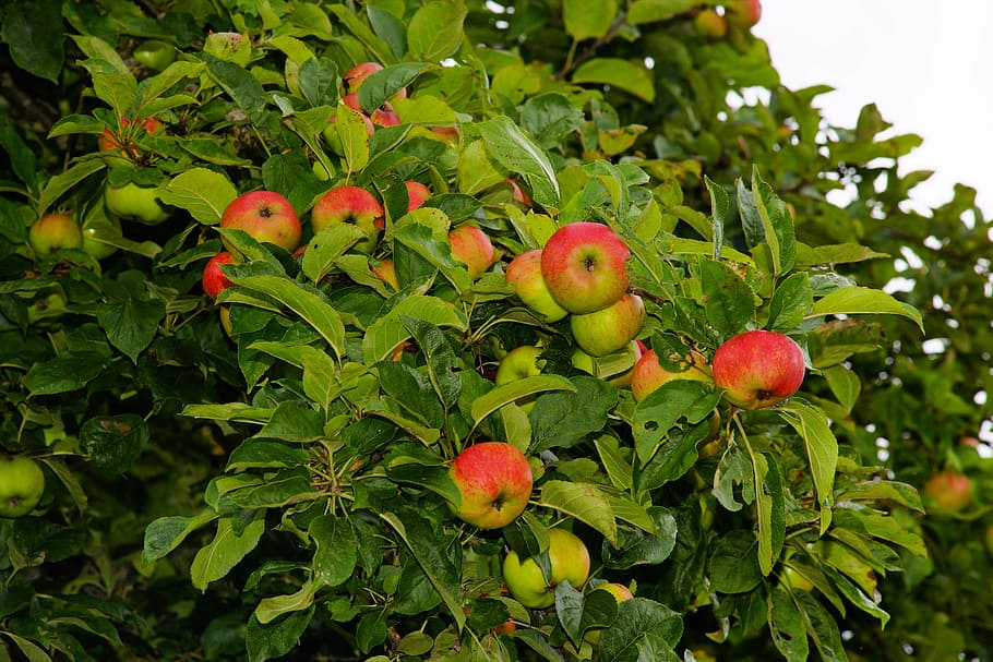 red, green, apples, apple tree, apple, fruit, tree, fruits, garden, healthy
