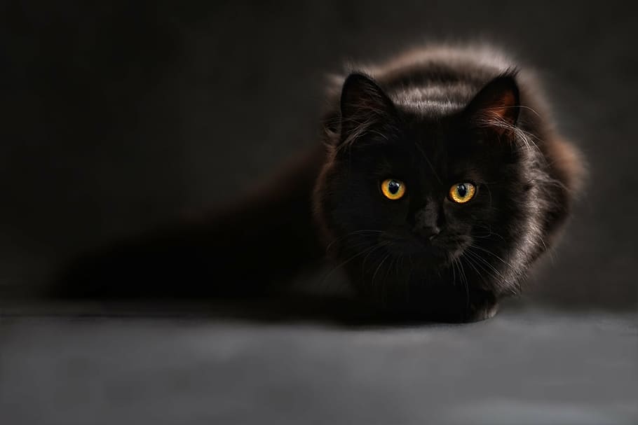 短い毛皮, 黒, 猫, クローズアップ, 写真, シルエット, 猫のシルエット, 猫の目, バックライト, 黒猫